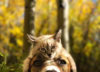 The Adventures of Traveling Cat and Dog – Their Owners Take Amazing Pictures