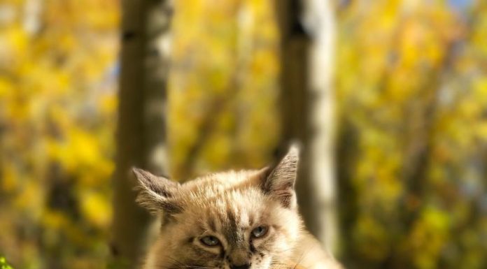 The Adventures of Traveling Cat and Dog – Their Owners Take Amazing Pictures