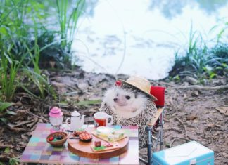Hedgehog Azuki Goes Camping and It’ll Brighten Your Day