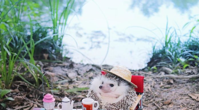 Hedgehog Azuki Goes Camping and It’ll Brighten Your Day