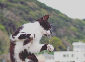 Japanese Photographer Loves Shooting Ninja Cats, See the Result!