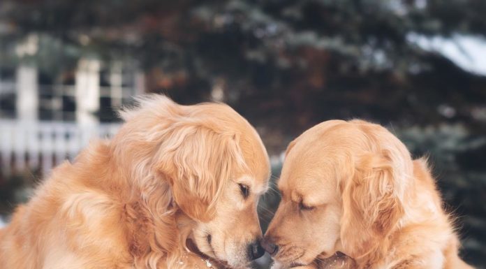 These Dogs Love to Snuggle and They Are So Adorable Together