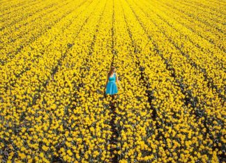 The Beautiful Transformation of The Netherlands When Millions of Tulips Bloom At Once