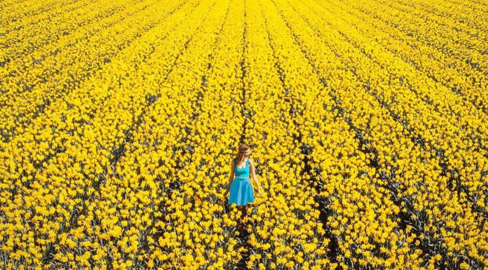 The Beautiful Transformation of The Netherlands When Millions of Tulips Bloom At Once