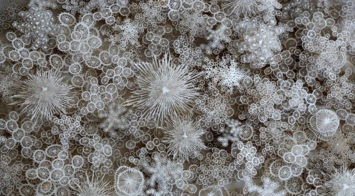 Cut-paper Representations of Microbes by Rogan Brown