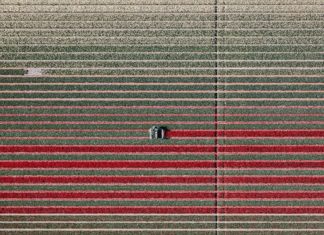 Tulip Fields Shot from the Sky Look Like Abstract Paintings