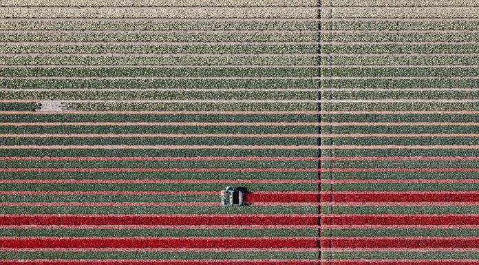 Tulip Fields Shot from the Sky Look Like Abstract Paintings