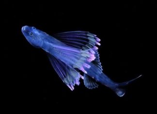 Jewels in the Night Sea: a Rare Look at Microscopic Plankton in the Night Ocean
