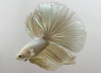This Photographer Shoots Fish With Flamboyant Colors as Ballerinas