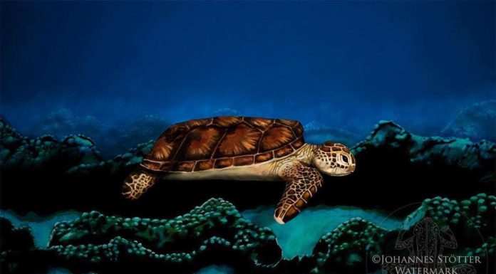 This Swimming Sea Turtle is Actually a Woman Covered in Body Paint