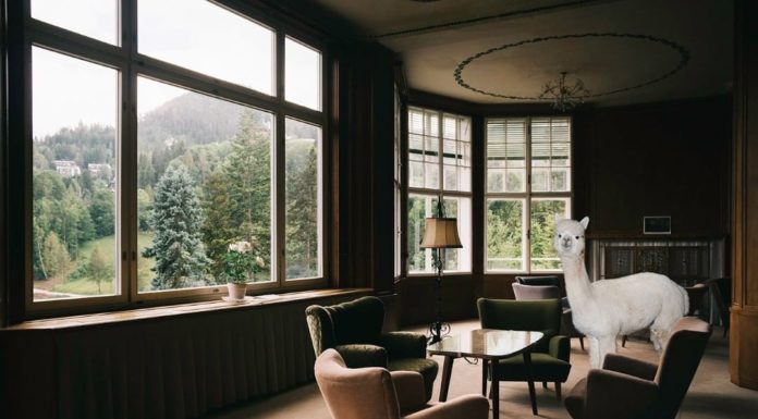 Try Not to Get Too Jealous of These Alpacas Enjoying the High Life