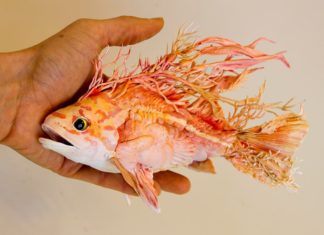 Artist Creates Magical Sculptures that Blend the Real with the Surreal
