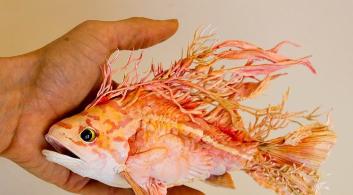 Artist Creates Magical Sculptures that Blend the Real with the Surreal