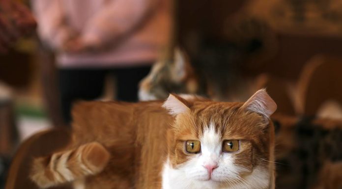 Digital Artist Re-Imagines Real Life Animals as Minecraft Creatures