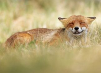 Award-Winning Photographer Captures the Beauty Of Wildlife