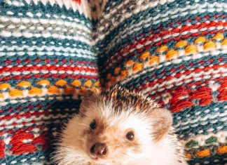 Mr.Pokee the Hedgehog Passed Away and Instagram is Mourning