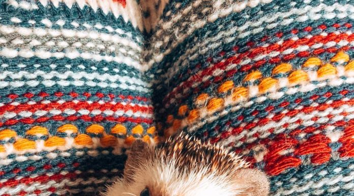 Mr.Pokee the Hedgehog Passed Away and Instagram is Mourning