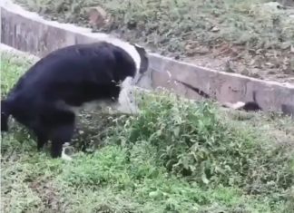 Dog Helps Another Dog Out Of a Gutter in Heartwarming Video