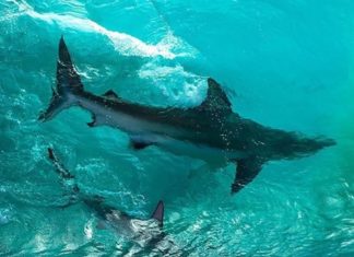 Check Out These Beautiful Photographs of Sharks