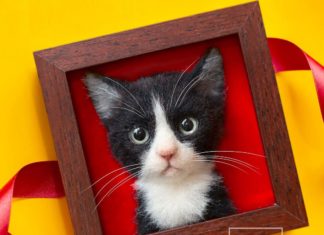 Japanese Artist Creates 3D Cats in Ultra Realistic Details