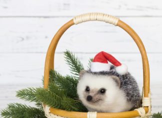 Russian Crafter Became Viral Thanks To Her Adorable Bird Toys Made Of Wool