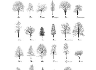 Artist Creates Living Tree Alphabets