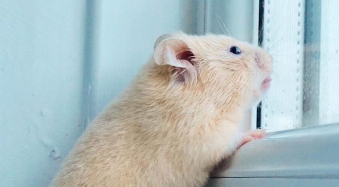 Hamster Can’t Get Enough of His Owner’s Finger In Adorable Video