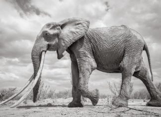 Breathtaking Last Photographs of “Elephant Queen”