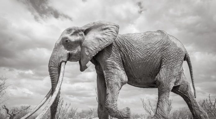 Breathtaking Last Photographs of “Elephant Queen”