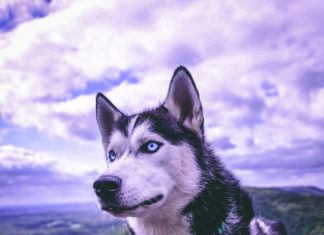 Adorable Husky Wants To Have The Last Word