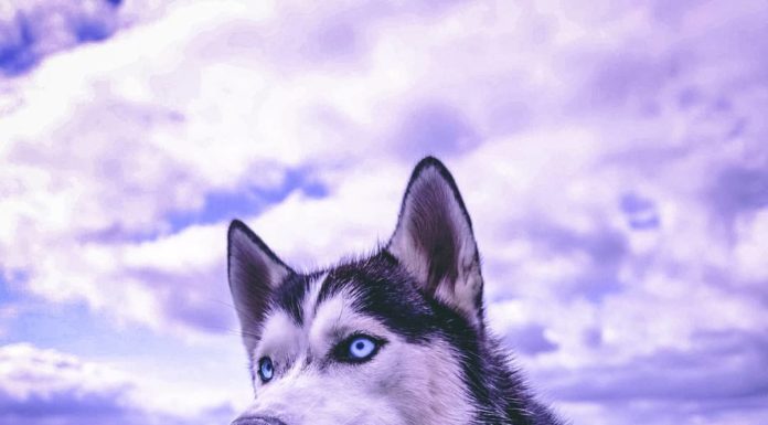 Adorable Husky Wants To Have The Last Word