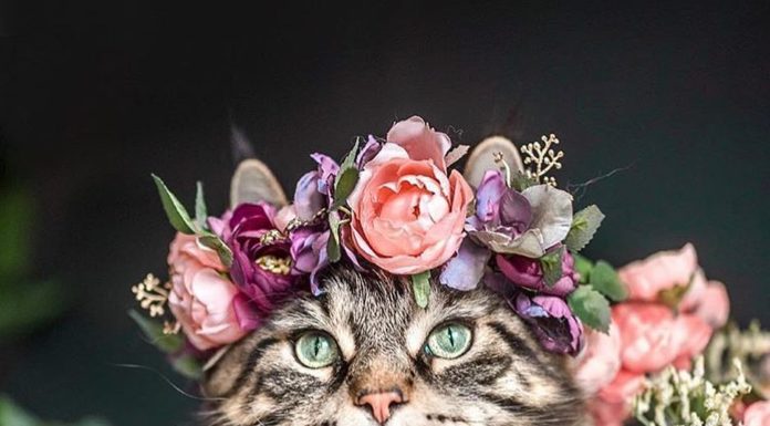 Artist Makes Beautiful Flower Crowns For Pets