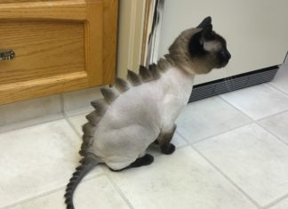 Cat Owners are Cutting their Pet’s Hair To Make them Look Like Dinosaurs