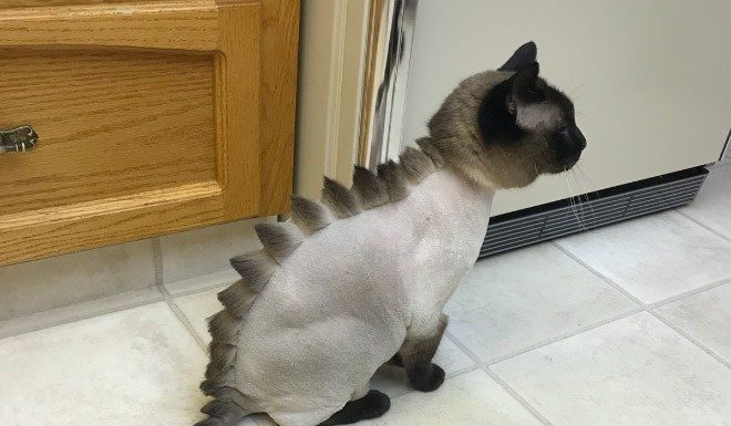 Cat Owners are Cutting their Pet’s Hair To Make them Look Like Dinosaurs