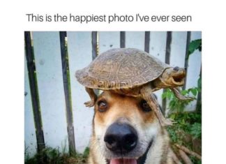 The Best Instagram Page with Dog Memes