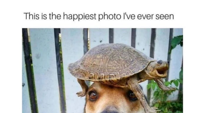 The Best Instagram Page with Dog Memes