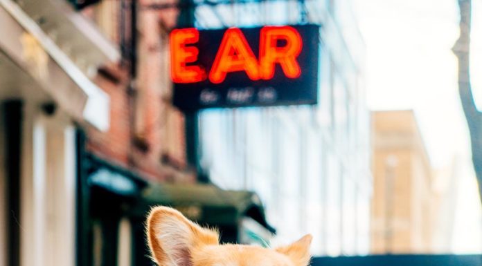 This Famous Corgi Is Photoshopped Into Movie Posters