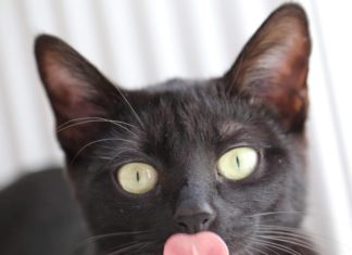 Check Out Shuri, The Black Cat’s Story