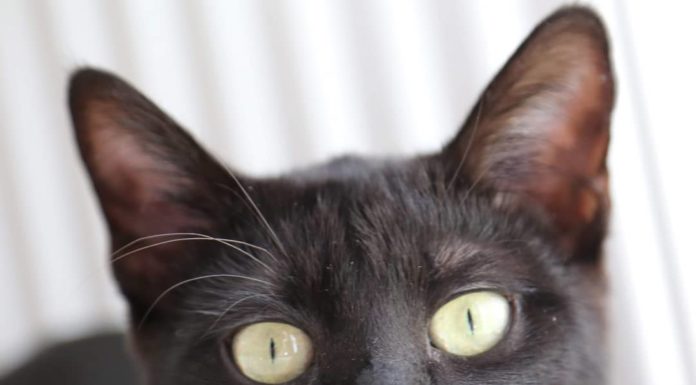 Check Out Shuri, The Black Cat’s Story