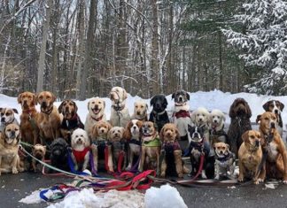 Meet a Pack of Dogs Who Walk Together Daily and Take Group Selfies