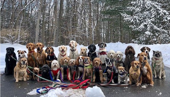 Meet a Pack of Dogs Who Walk Together Daily and Take Group Selfies