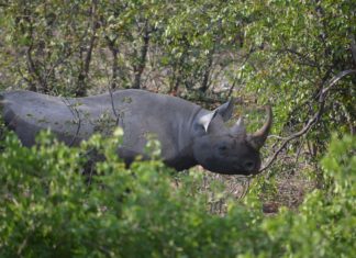 Rhino Becomes Friends with an Unlikely Creature