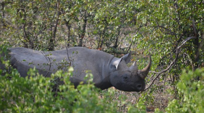 Rhino Becomes Friends with an Unlikely Creature