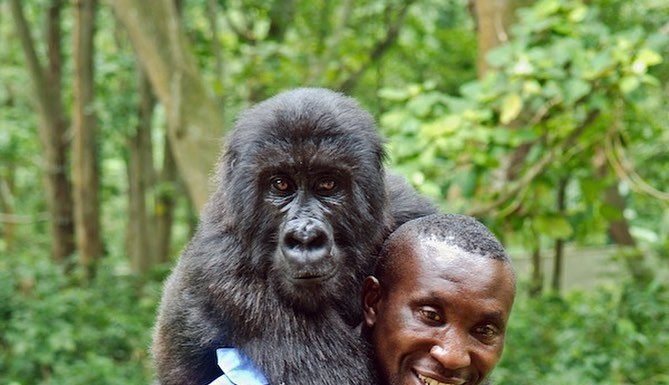 Ranger Poses With Gorillas and The World Gets Excited