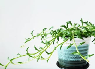 Adorable Dolphin Succulent Will Bring The Ocean Into Your Home