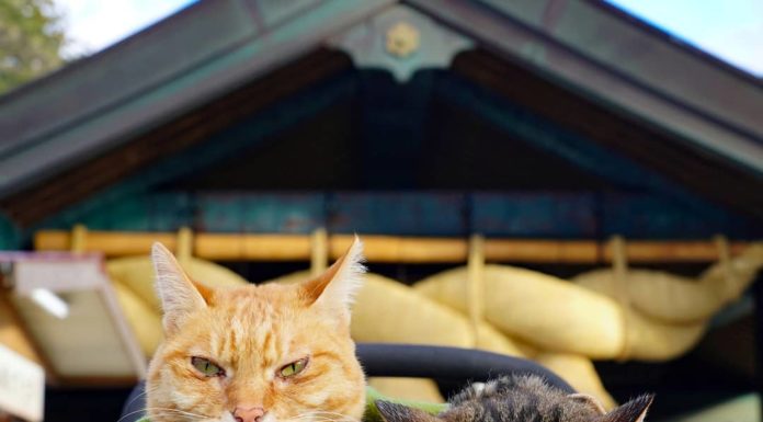 Photographer Takes His Two Cats on Trips Around Japan