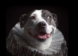 Artist Makes Cute Hats For Dogs Out Of Trash