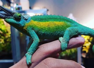 This Video Of Baby Chameleons Will Shock You