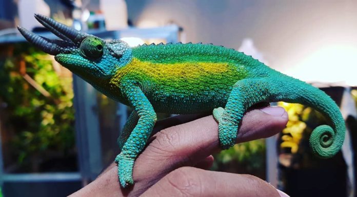 This Video Of Baby Chameleons Will Shock You