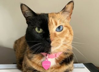 Venus is the Adorable Kitty with Two Faces